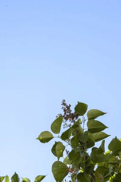 Rama con hojas verdes contra el cielo . — Foto de Stock