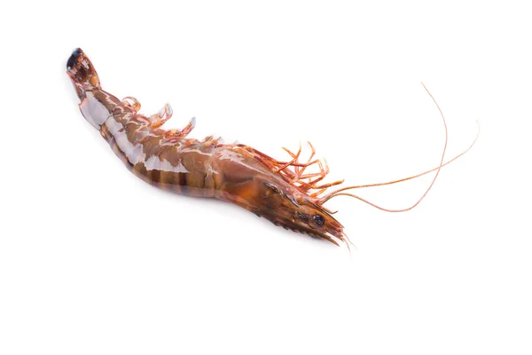 Close up of fresh shrimp. — Stock Photo, Image