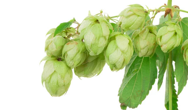 Close up of hop flowers. — Stock Photo, Image