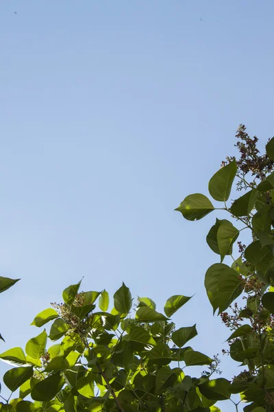 Tak met groene bladeren tegen de lucht. — Stockfoto