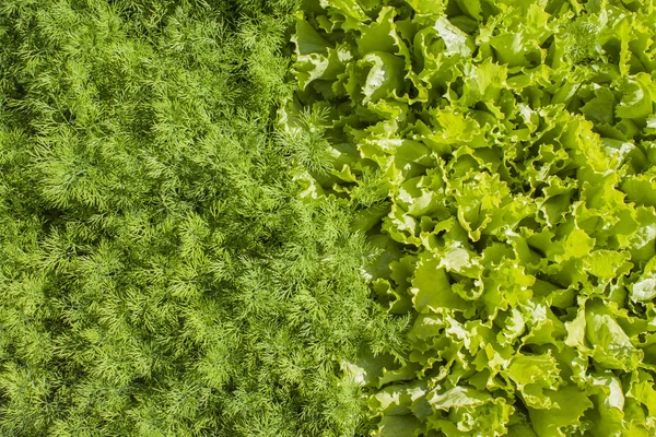 Čerstvý zelený hlávkový salát a koprem. — Stock fotografie