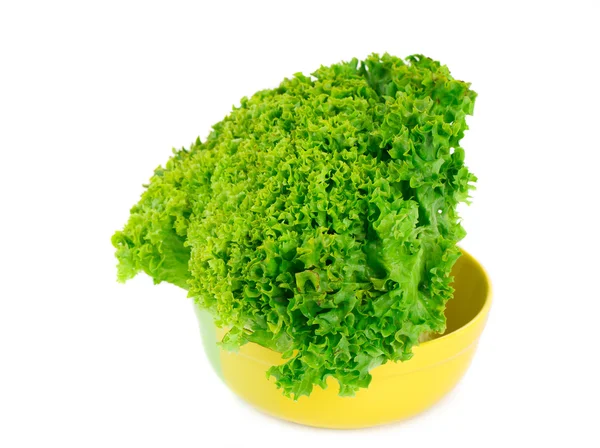 Fresh lettuce. — Stock Photo, Image