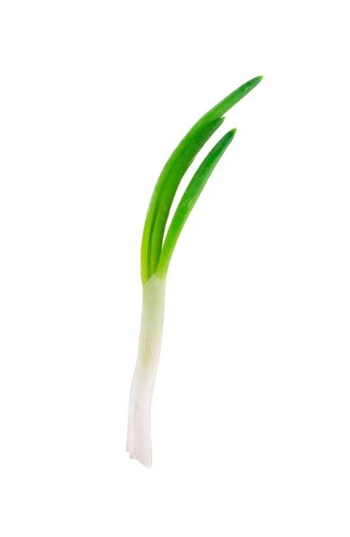 Spring onion — Stock Photo, Image