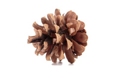 Gölgeli tohumsuz çam kozalağı. Beyaz bir arka planda izole edilmiştir. Yakın plan..