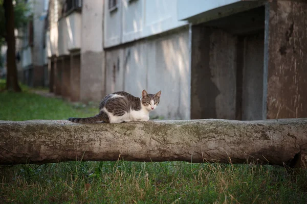 Gato Está Sentado Una Tubería Aislada Hormigón Mirando Cámara Primer — Foto de Stock