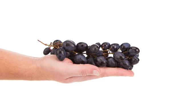 Raisins noirs à la main . — Photo