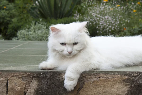Cukierek biały kot. — Zdjęcie stockowe