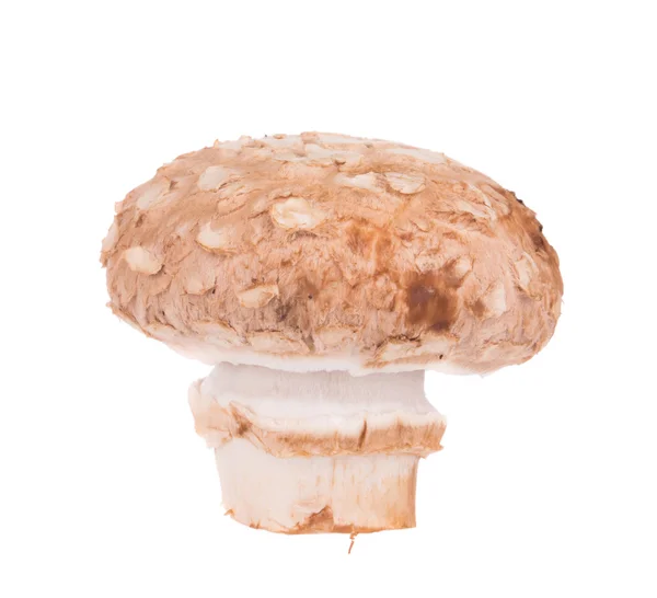 Champignon mushroom. — Stock Photo, Image