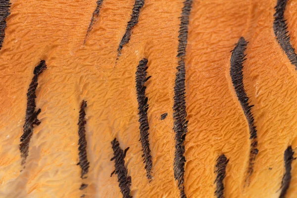Image Fragment Tiger Figurine Occupies Entire Surface Image Close — Stock Photo, Image