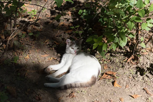 Gato Blanco Negro Durmiendo Suelo Sucio Primer Plano — Foto de Stock