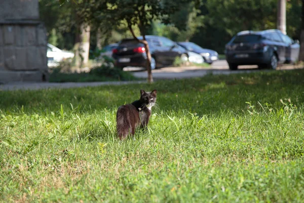 Gato Blanco Negro Camina Sobre Hierba Verde Primer Plano — Foto de Stock