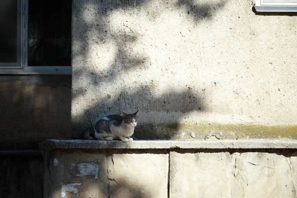 Kedi binanın kaidesinin üzerinde oturur. Şehirde sabah.