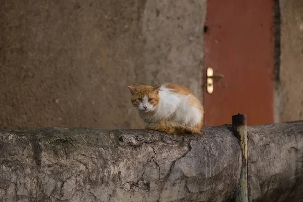 Gato Está Sentado Tubo Isolado Concreto Olhar Para Câmara Close — Fotografia de Stock