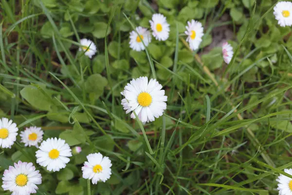 Wildkamille Gänseblümchen Blühen Auf Der Grünen Wiese Kann Als Hintergrund — Stockfoto
