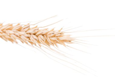 Buğday kulakları beyaz arka planda izole edilmiş. Yakın plan..