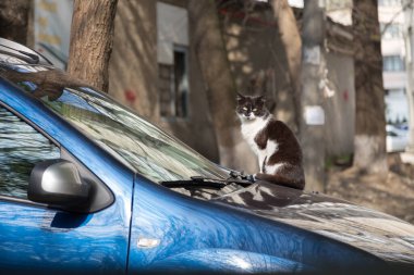 Mavi bir arabanın üzerinde siyah beyaz bir kedi yatıyor. Kameraya bakıyor. Şehir manzarası. Yakın plan..