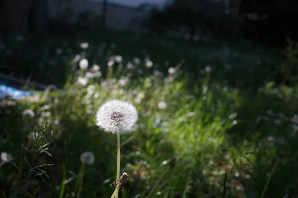 Fluffy Dandelion Lit Sunlight Background Blurred Close — Stock Fotó