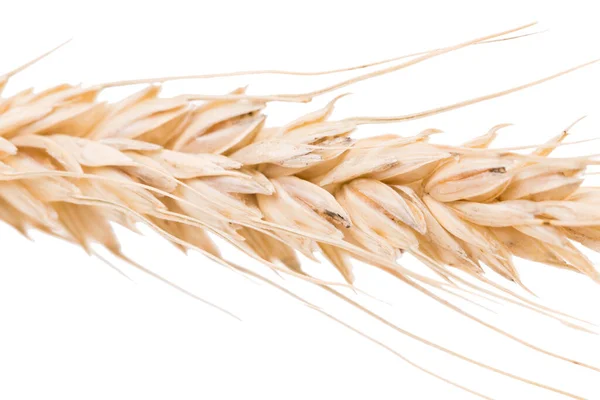 Ears Wheat Isolated White Background Close — Stock Photo, Image