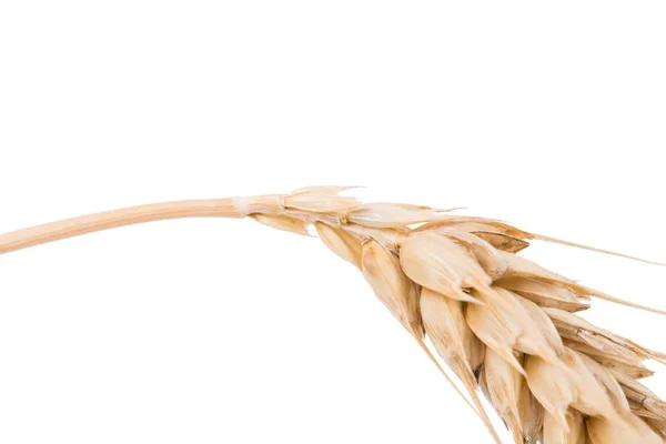 Ears Wheat Isolated White Background Close — Stock Photo, Image