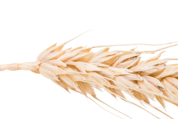 Buğday Kulakları Beyaz Arka Planda Izole Edilmiş Yakın Plan — Stok fotoğraf