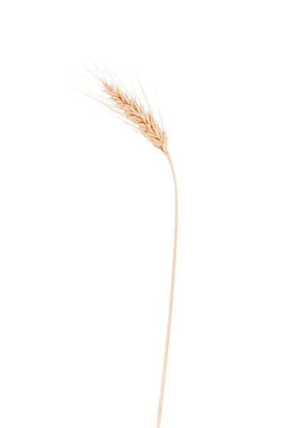 Ears Wheat Isolated White Background Close — Zdjęcie stockowe