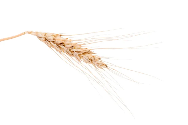 Уши Пшеницы Изолированы Белом Фоне Крупный План — стоковое фото