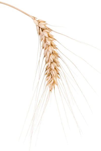 Buğday Kulakları Beyaz Arka Planda Izole Edilmiş Yakın Plan — Stok fotoğraf