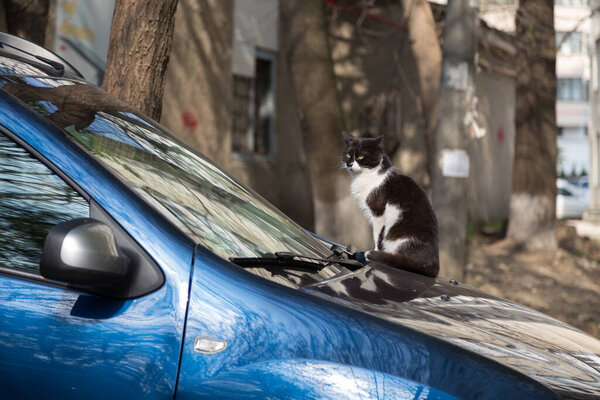 A black and white cat is lying on a blue car. It is not looking at camera. City scene. Close-up.