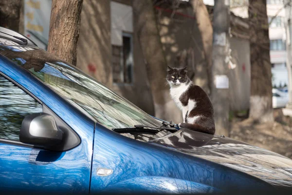 Gato Preto Branco Está Deitado Carro Azul Está Olhar Para — Fotografia de Stock