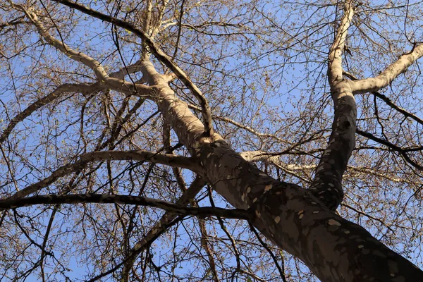 Ein Schöner Platanenbaum Unter Blauem Himmel Nahaufnahme — Stockfoto