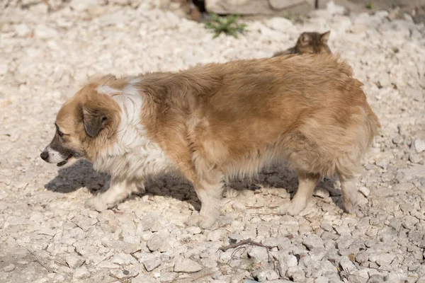 Ένα Κοκκινομάλλικο Σκυλί Πέσει Στο Χαλίκι Βρίσκεται Απέναντι Από Τον — Φωτογραφία Αρχείου