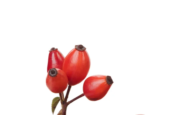Branch Rosehip Isolated White Background Close — Stock Photo, Image