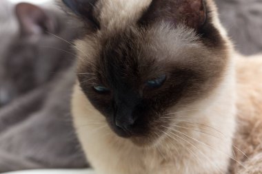 Portrait of a Siamese cat. Close-up.