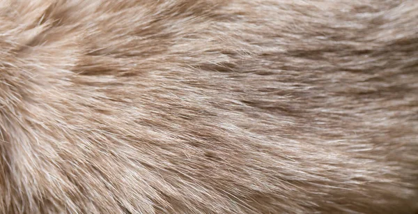 Background Siamese Cat Fur Occupies Entire Surface Image Close — ストック写真