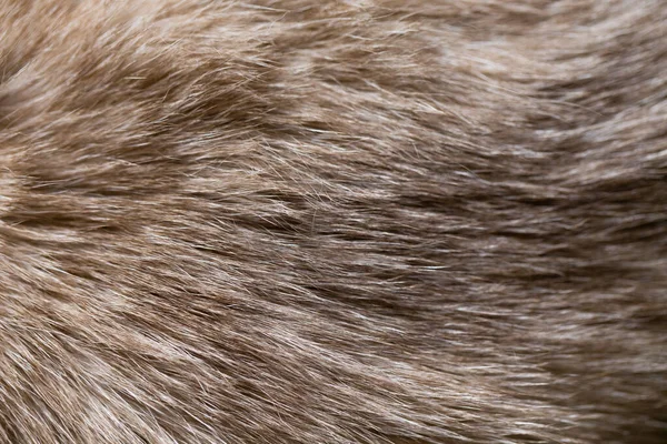 Background Siamese Cat Fur Occupies Entire Surface Image Close — Fotografia de Stock