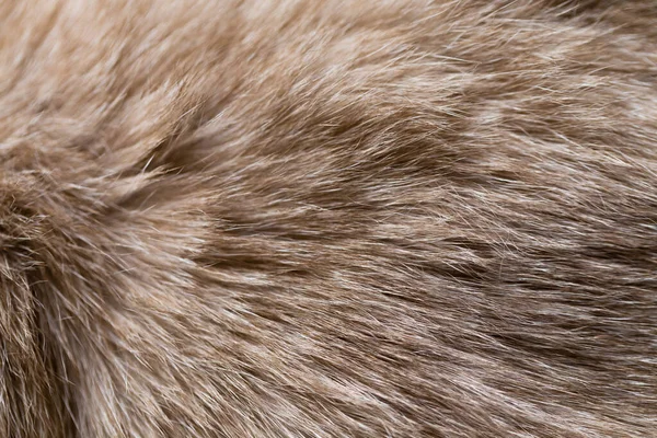 시암의 고양이털 이것은 이미지의 표면을 합니다 클로즈업 — 스톡 사진