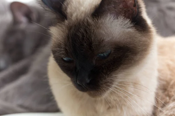 Portrait Siamese Cat Close — Fotografia de Stock
