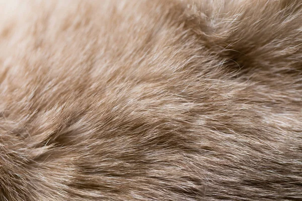 Background Siamese Cat Fur Occupies Entire Surface Image Close — 스톡 사진