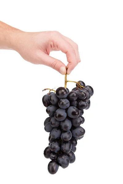 Bunch Grapes Human Hand Isolated White Background Close — 图库照片