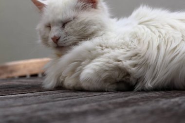 Kedi bahçede ahşap bir masanın üzerinde yatıyor. Yakın plan..