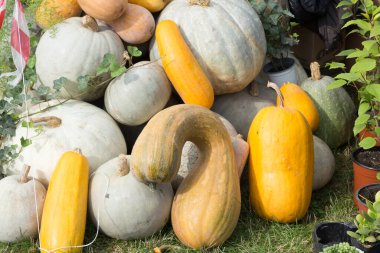 Farklı renkte ve tipte balkabağı koleksiyonu. Sonbahar hasadı.