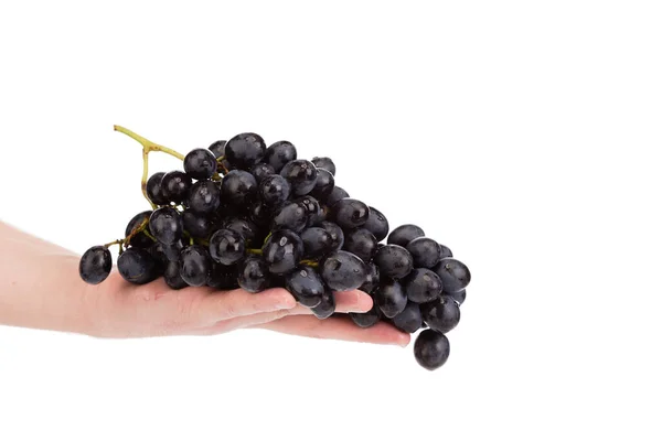 Hand Holding Large Bunch Fresh Black Grapes Isolated White Background — Stock Photo, Image