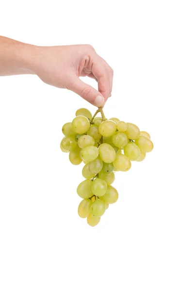 Branch Green Ripe Grapes His Hand Isolated White Background Close — Stock Photo, Image