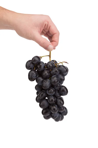 Bunch Grapes Human Hand Isolated White Background Close — Stock Photo, Image