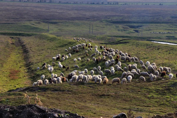 Flock Sheep Grazing Green Field Beautiful Rural Landscape Close — Foto Stock