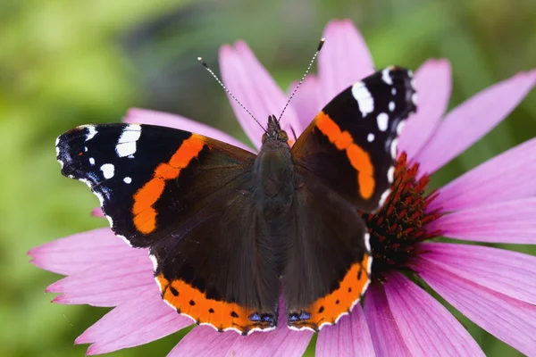 Borboleta em uma flor — Fotografia de Stock