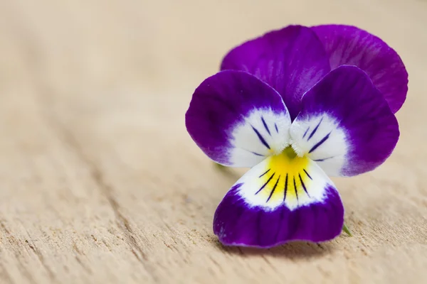 Heartsease no fundo de madeira — Fotografia de Stock