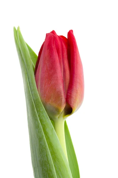 Červený Tulipán, samostatný — Stock fotografie