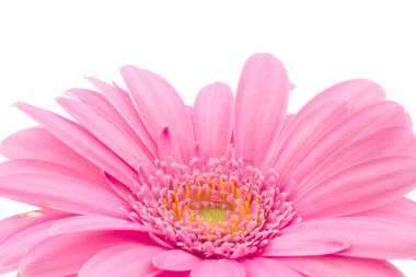 Makro bir gerbera