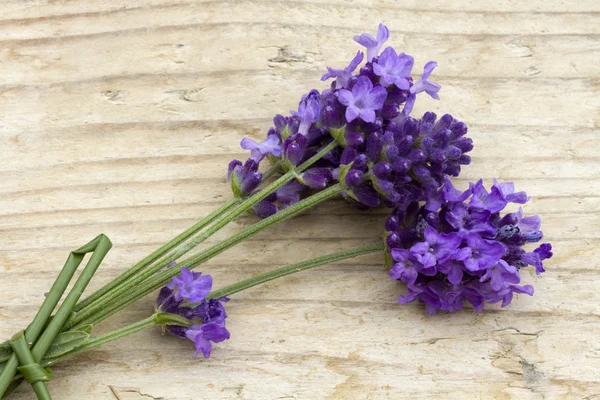 Violetter Lavendel — Stockfoto